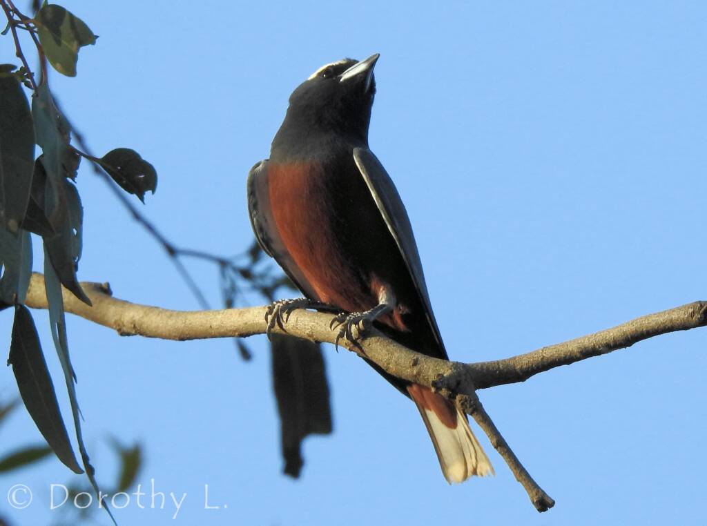 White-browed Woodswallow (Artamus superciliosus)