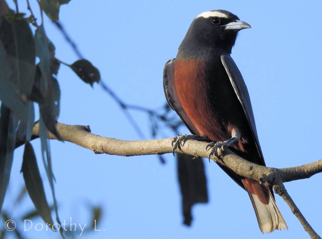 White-browed Woodswallow (Artamus superciliosus)