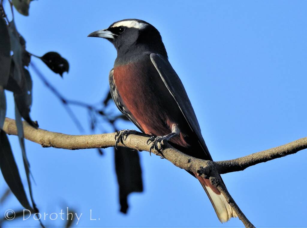 White-browed Woodswallow (Artamus superciliosus)
