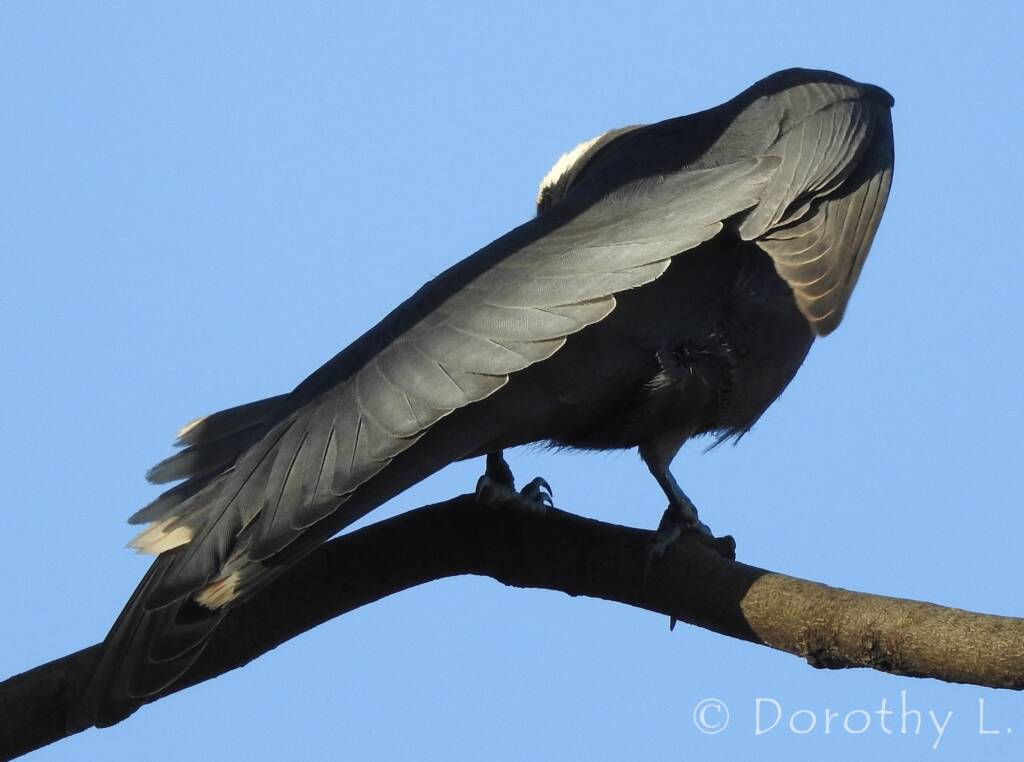 White-browed Woodswallow (Artamus superciliosus)