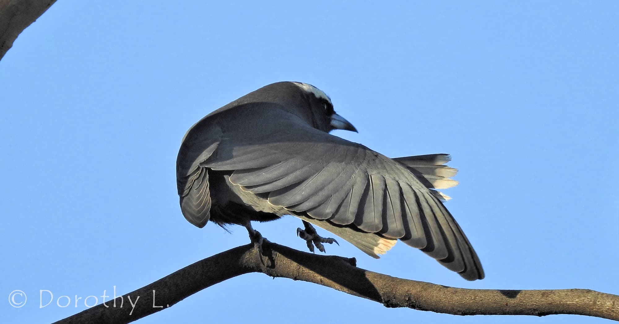 White-browed Woodswallow (Artamus superciliosus)