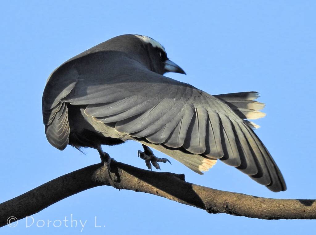 White-browed Woodswallow (Artamus superciliosus)