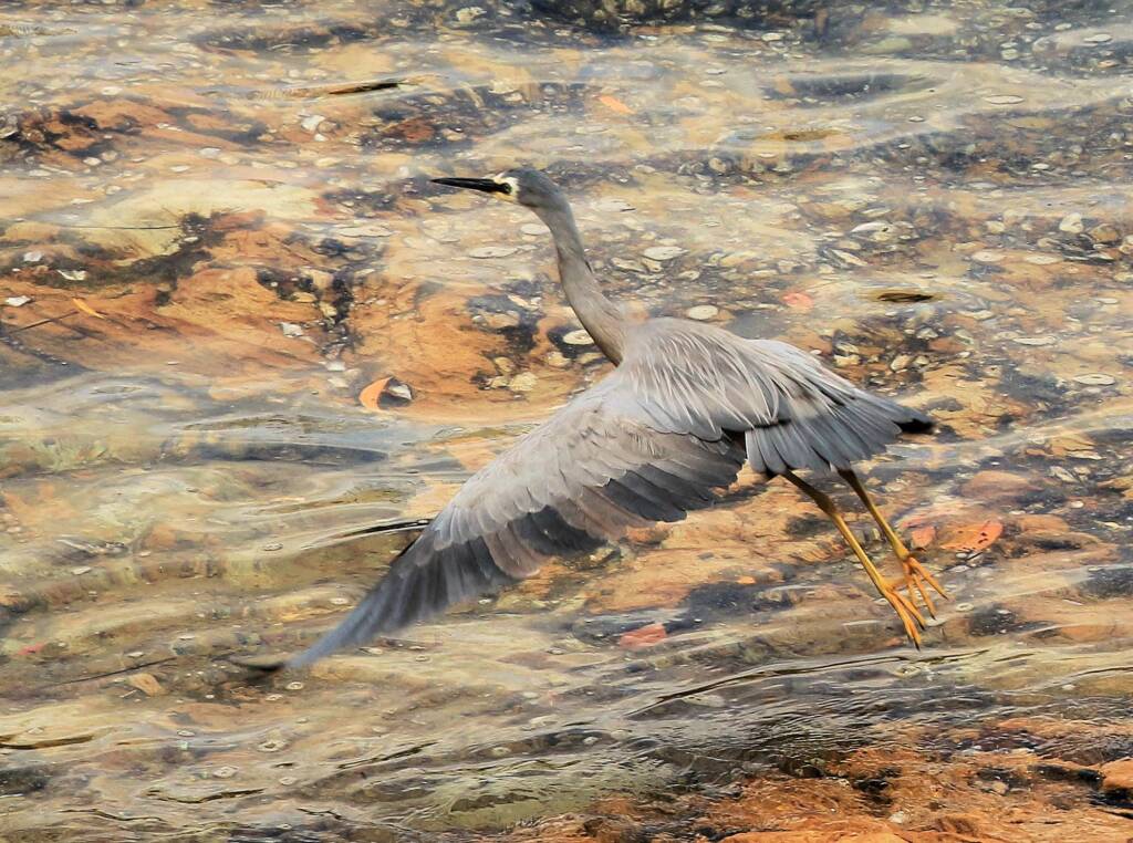 White-faced Heron (Egretta novaehollandiae)