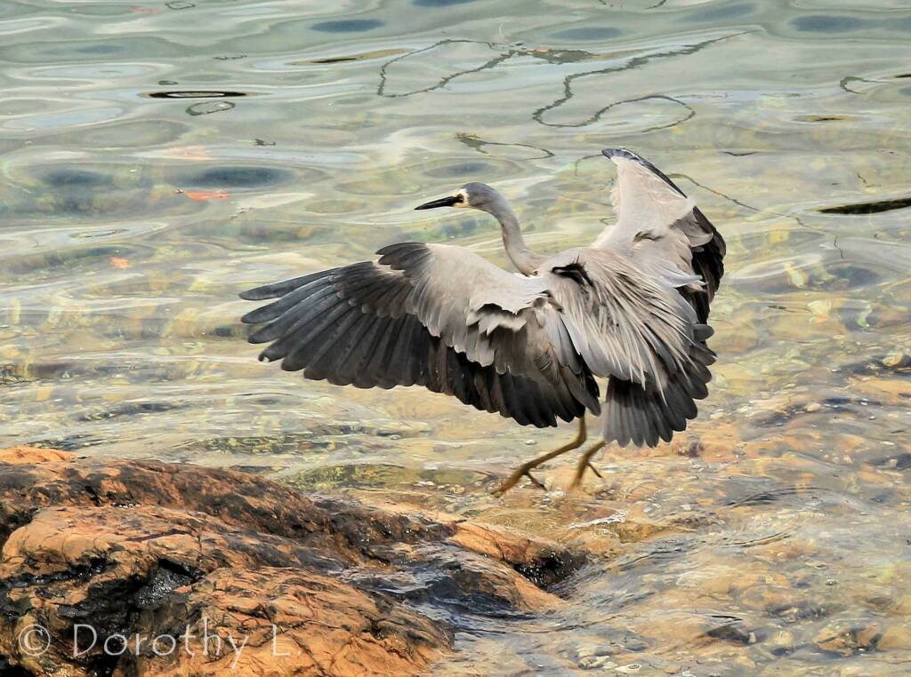White-faced Heron (Egretta novaehollandiae)