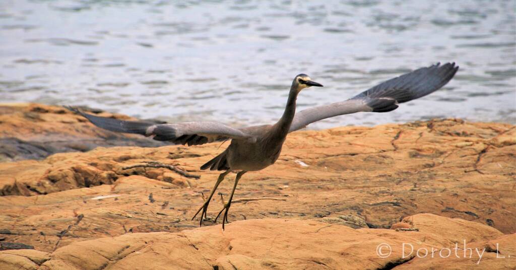 White-faced Heron (Egretta novaehollandiae)