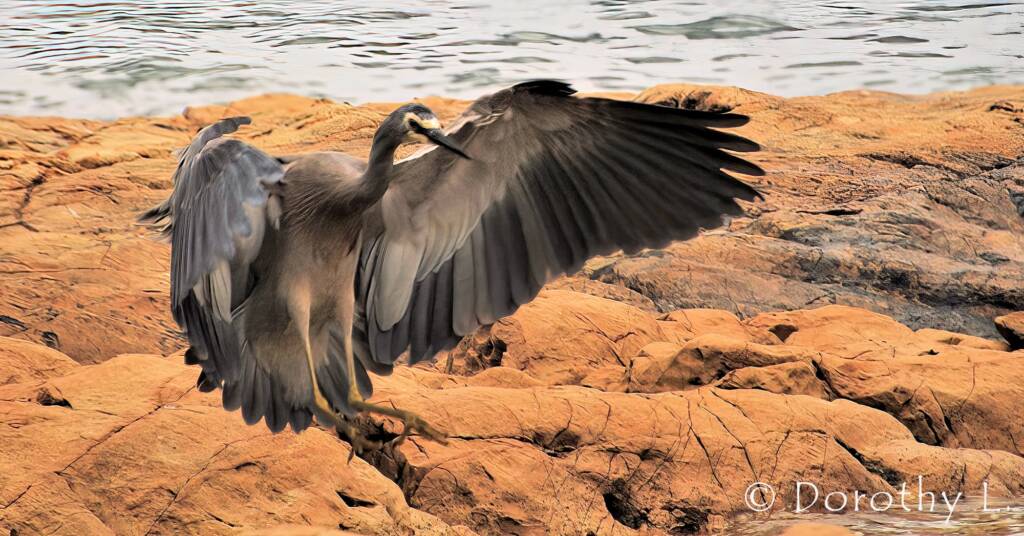 White-faced Heron (Egretta novaehollandiae)