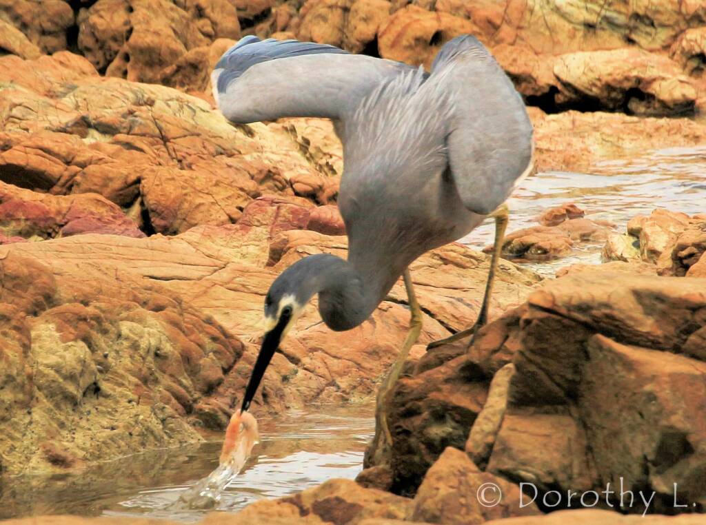 White-faced Heron (Egretta novaehollandiae)