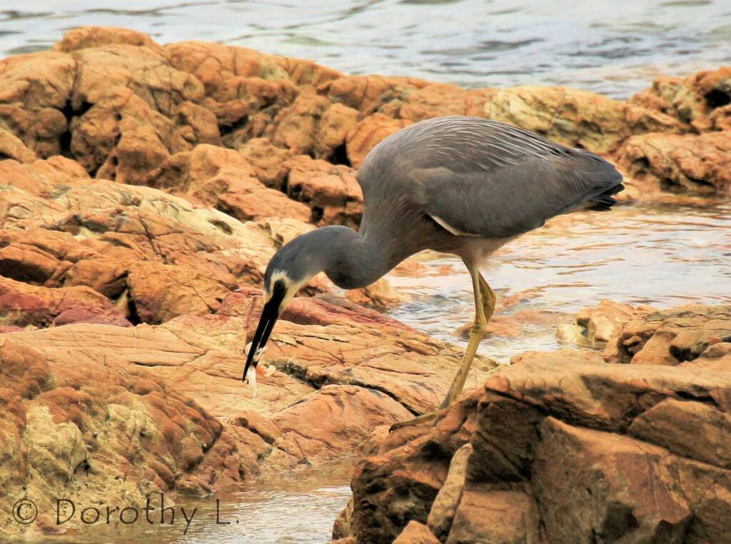 White-faced Heron (Egretta novaehollandiae)
