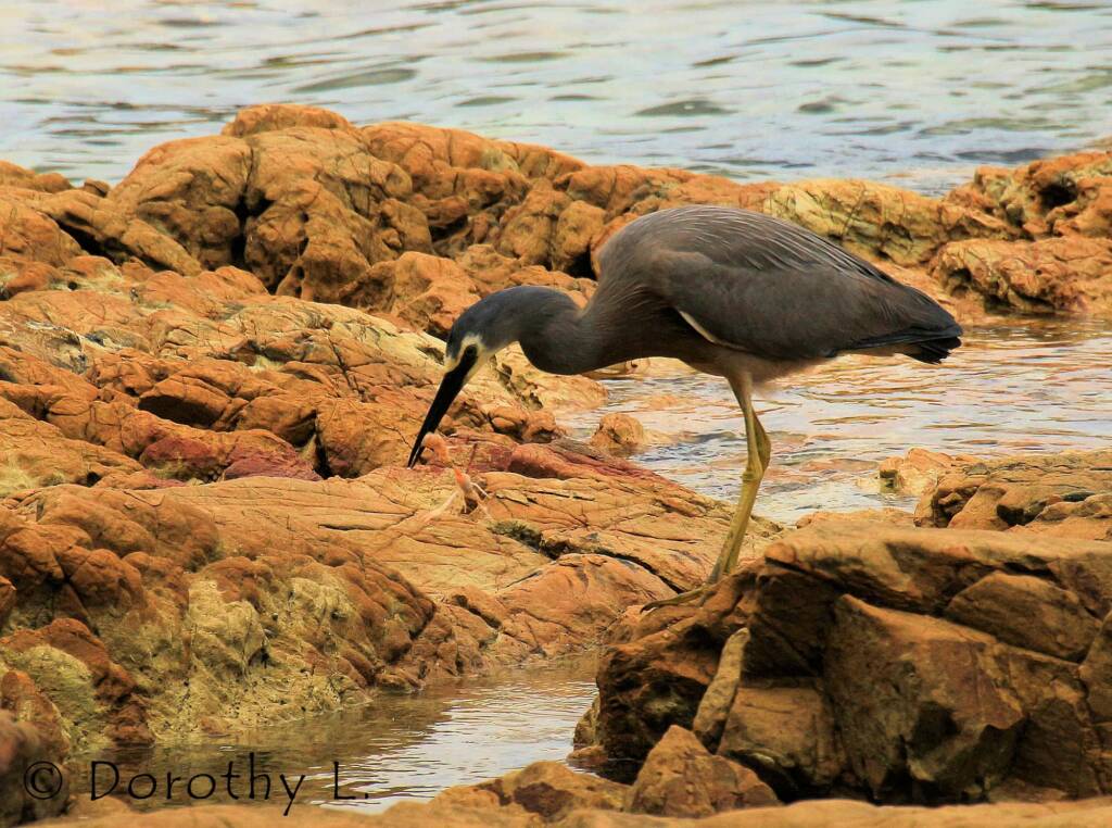 White-faced Heron (Egretta novaehollandiae)