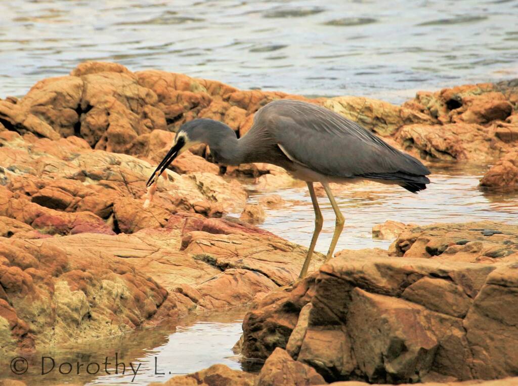 White-faced Heron (Egretta novaehollandiae)