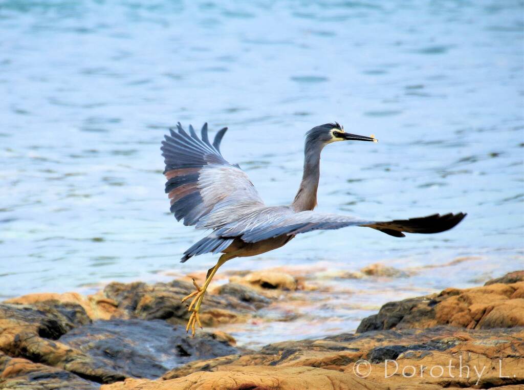 White-faced Heron (Egretta novaehollandiae)