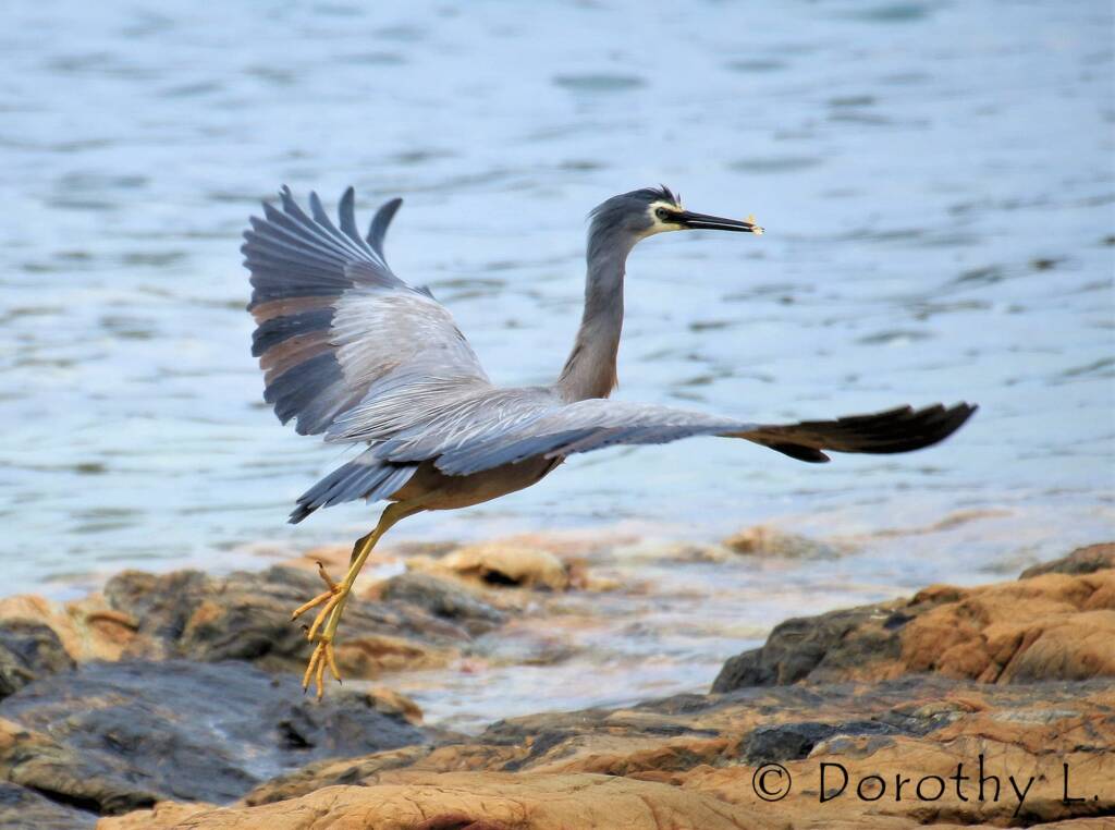 White-faced Heron (Egretta novaehollandiae)