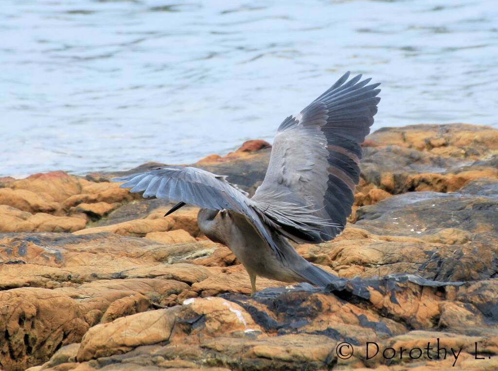 White-faced Heron (Egretta novaehollandiae)