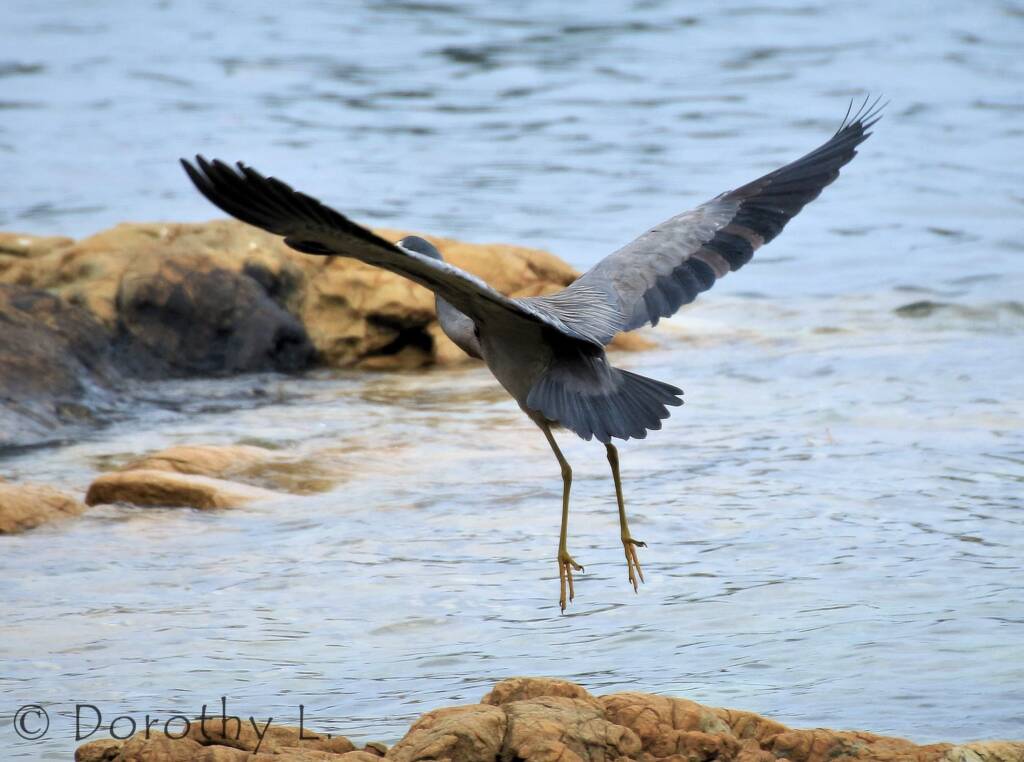 White-faced Heron (Egretta novaehollandiae)