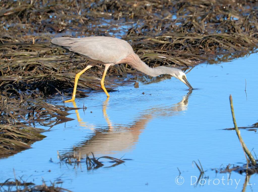 White-faced Heron (Egretta novaehollandiae)