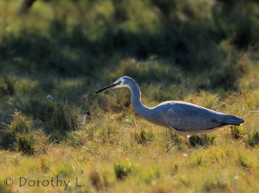 White-faced Heron (Egretta novaehollandiae)