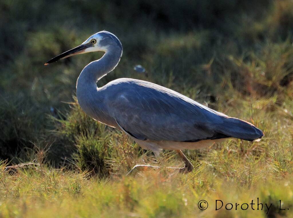 White-faced Heron (Egretta novaehollandiae)