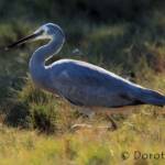 White-faced Heron (Egretta novaehollandiae)