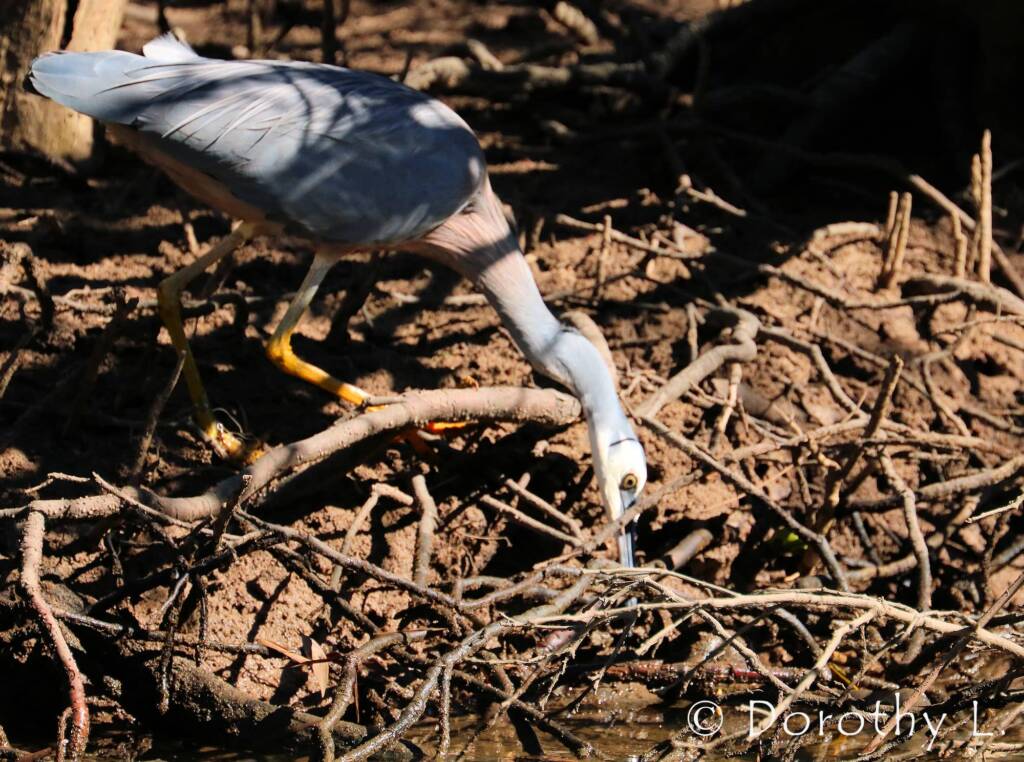 White-faced Heron (Egretta novaehollandiae)
