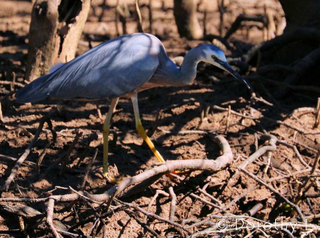 White-faced Heron (Egretta novaehollandiae)
