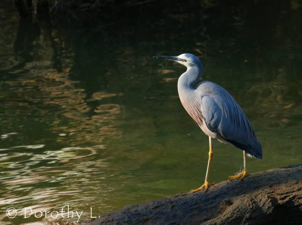 White-faced Heron (Egretta novaehollandiae)