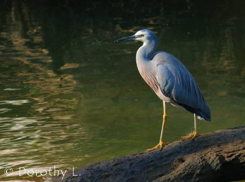White-faced Heron (Egretta novaehollandiae)