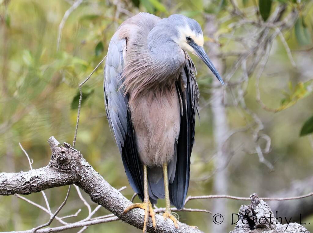 White-faced Heron (Egretta novaehollandiae)