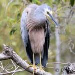 White-faced Heron (Egretta novaehollandiae)