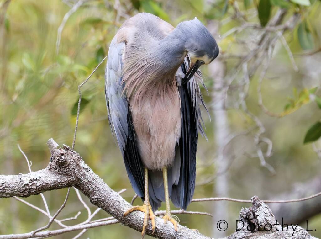 White-faced Heron (Egretta novaehollandiae)