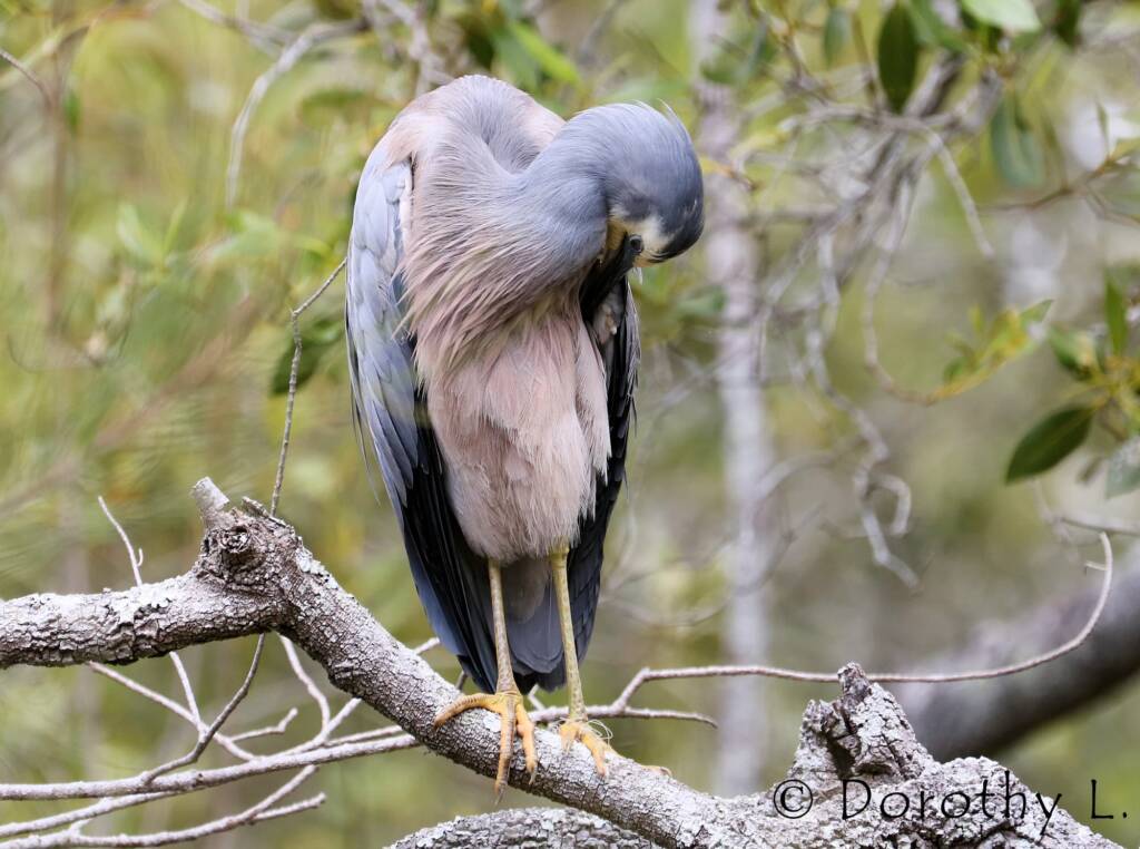 White-faced Heron (Egretta novaehollandiae)