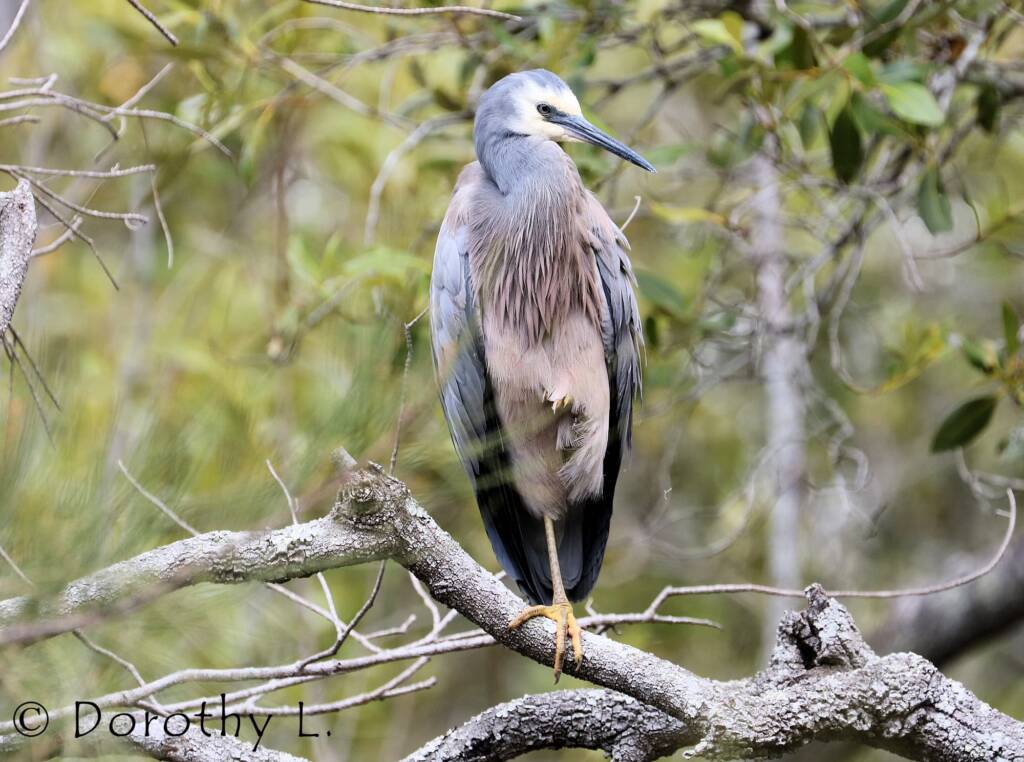 White-faced Heron (Egretta novaehollandiae)