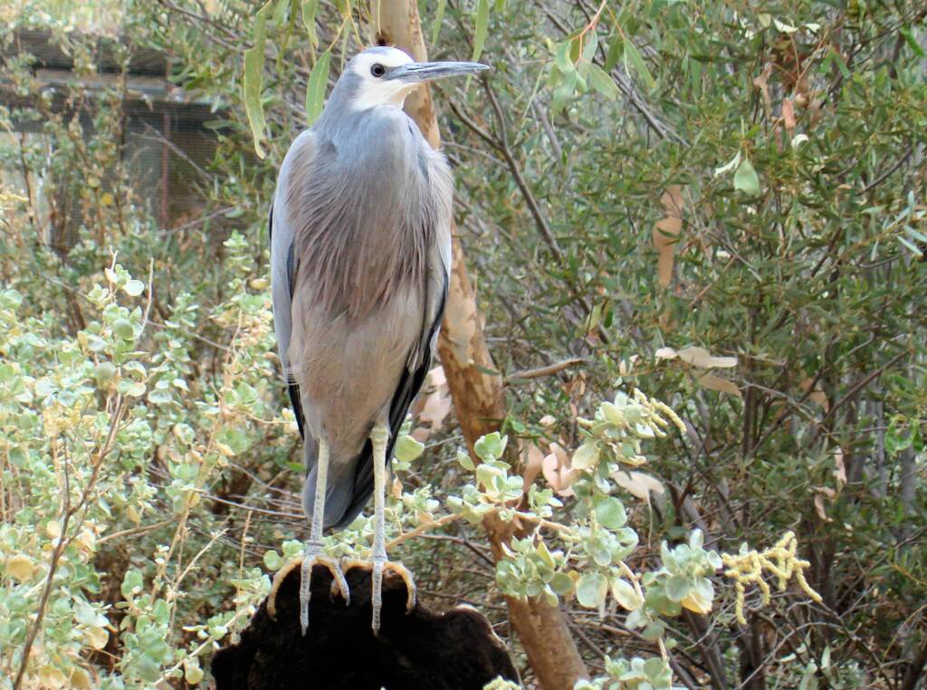 White-faced Heron (Egretta novaehollandiae), Alice Springs Desert Park
