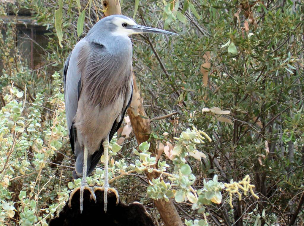 White-faced Heron (Egretta novaehollandiae), Alice Springs Desert Park