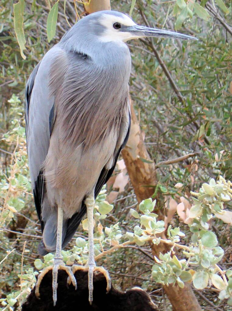 White-faced Heron (Egretta novaehollandiae), Alice Springs Desert Park