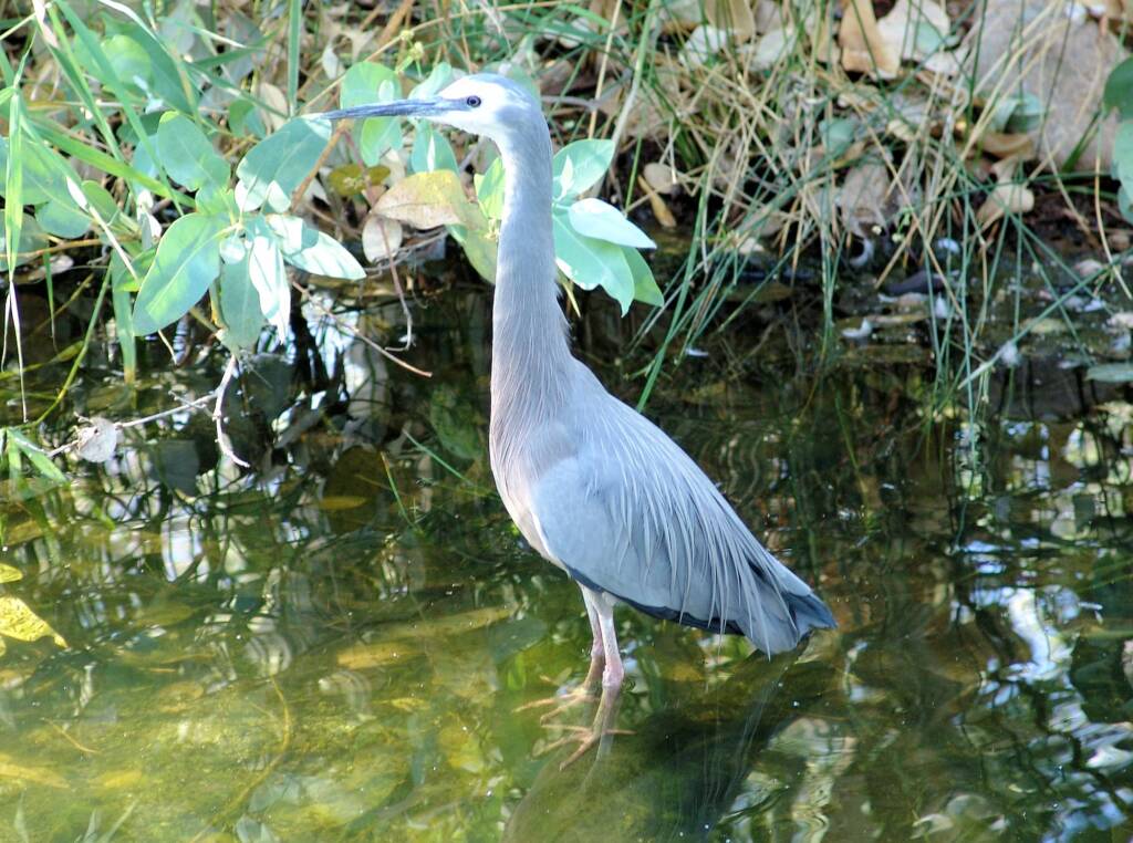 White-faced Heron (Egretta novaehollandiae), Alice Springs Desert Park
