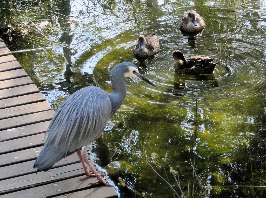 White-faced Heron (Egretta novaehollandiae), Alice Springs Desert Park