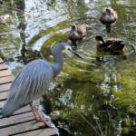 White-faced Heron (Egretta novaehollandiae), Alice Springs Desert Park