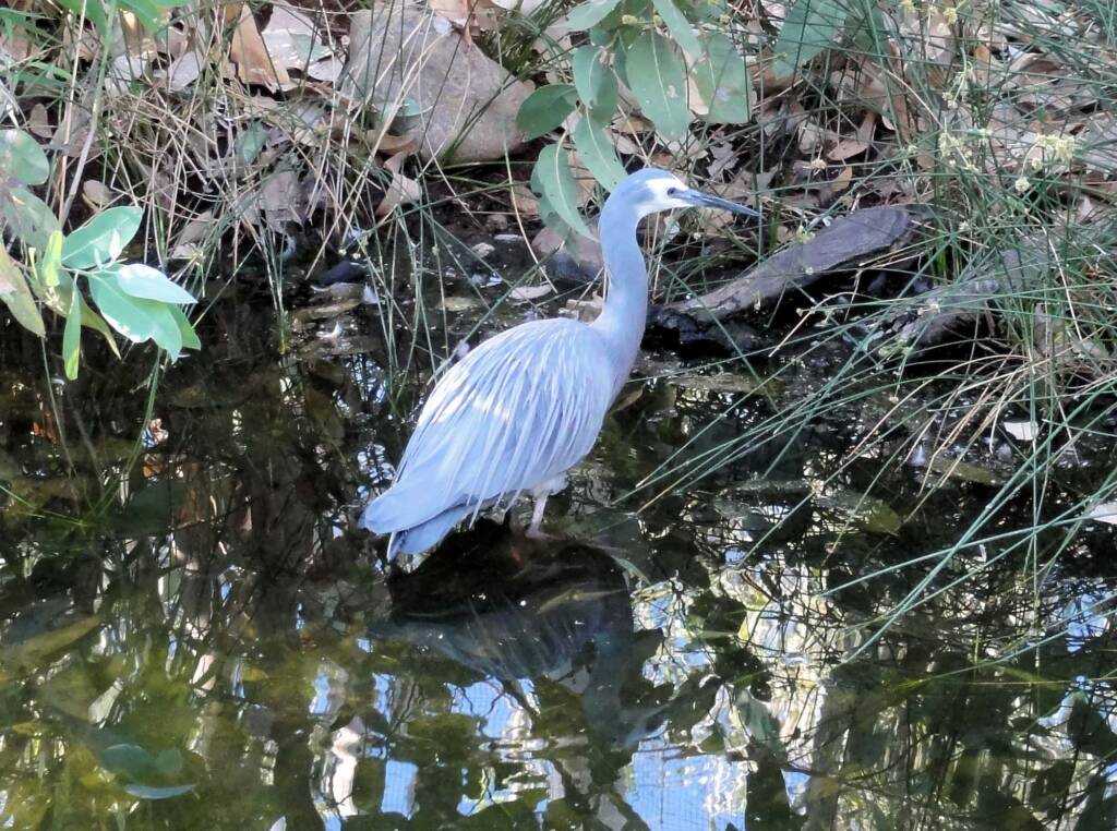 White-faced Heron (Egretta novaehollandiae), Alice Springs Desert Park
