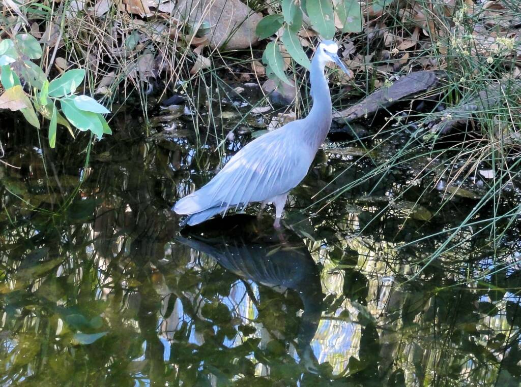 White-faced Heron (Egretta novaehollandiae), Alice Springs Desert Park