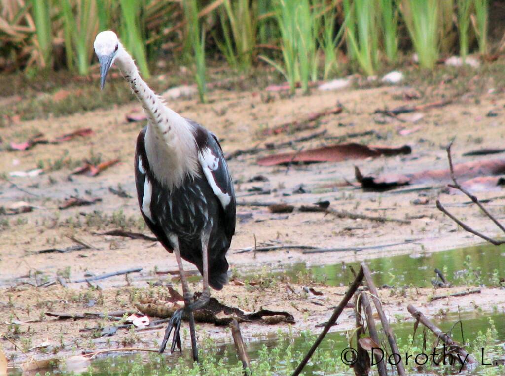 White-necked Heron (Ardea pacifica)