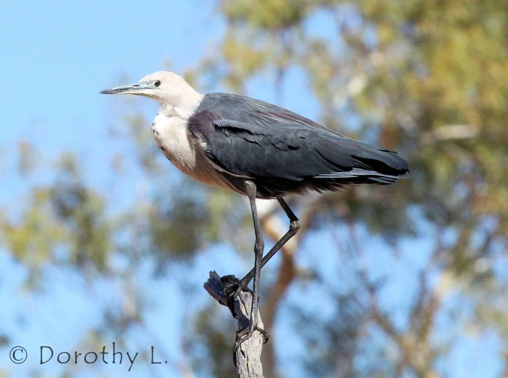 White-necked Heron (Ardea pacifica), Glen Helen, NT