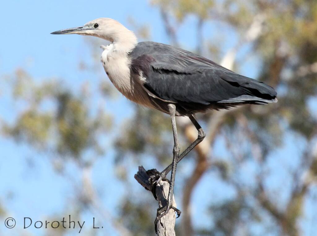 White-necked Heron (Ardea pacifica), Glen Helen, NT