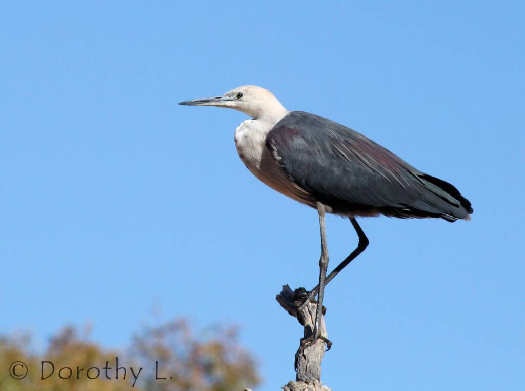 White-necked Heron (Ardea pacifica), Glen Helen, NT