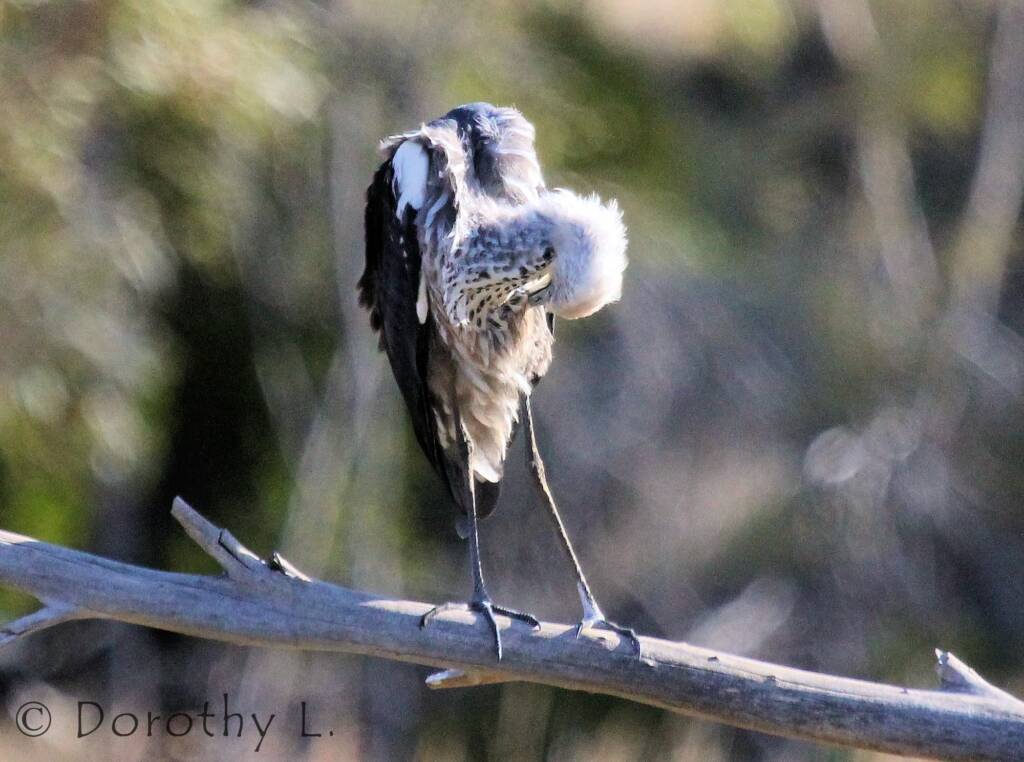 White-necked Heron (Ardea pacifica), Glen Helen, NT
