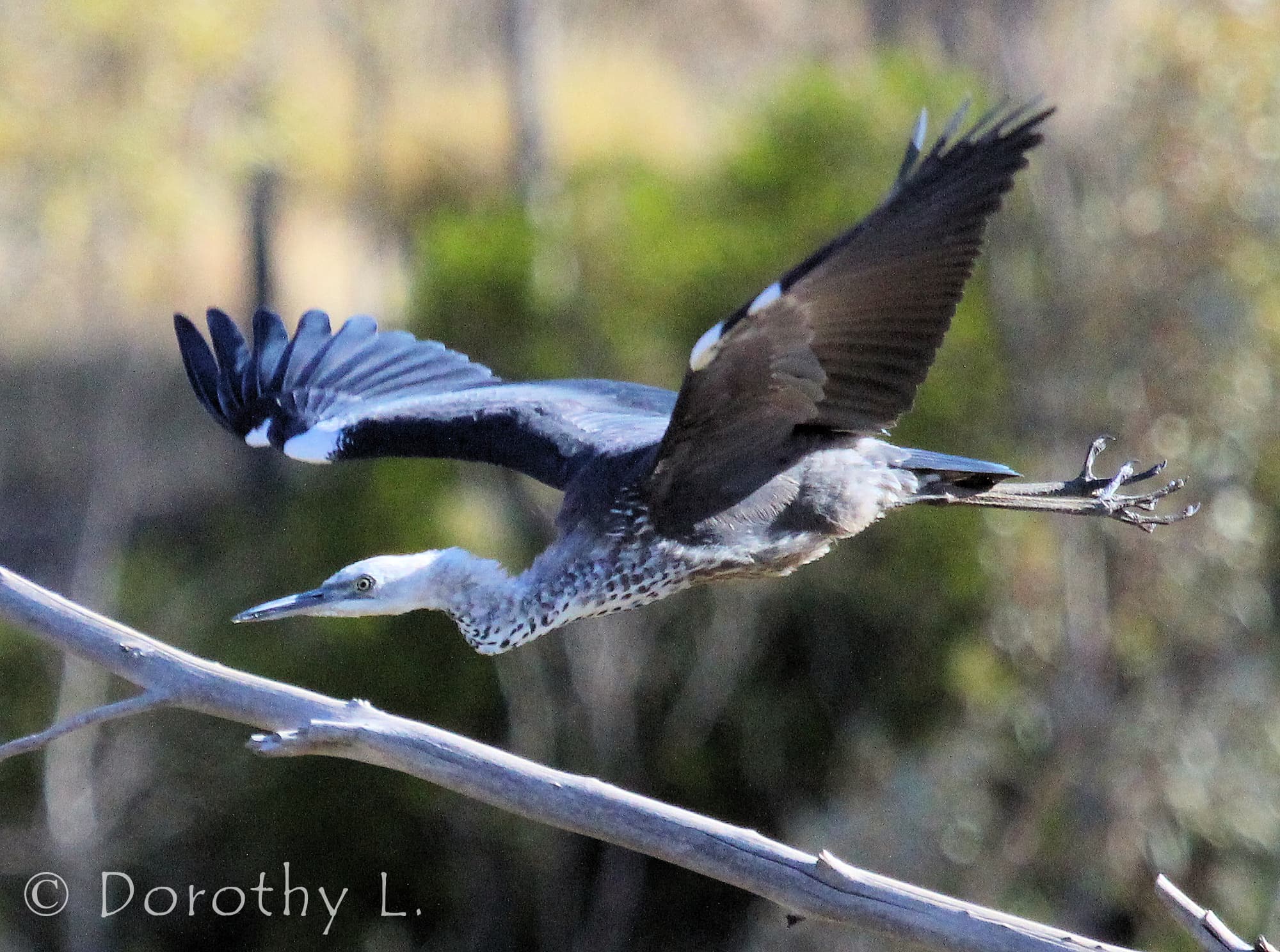 White-necked Heron (Ardea pacifica), Glen Helen, NT