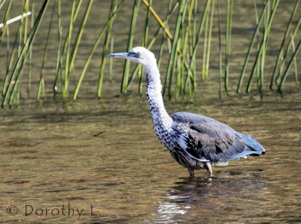 White-necked Heron (Ardea pacifica), Glen Helen, NT