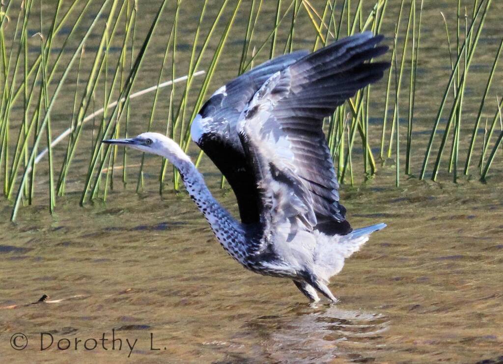 White-necked Heron (Ardea pacifica), Glen Helen, NT