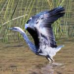 White-necked Heron (Ardea pacifica), Glen Helen, NT