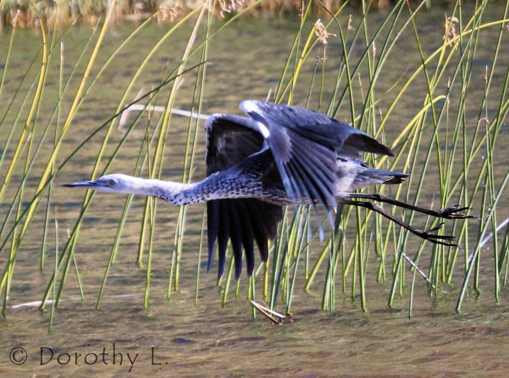 White-necked Heron (Ardea pacifica), Glen Helen, NT