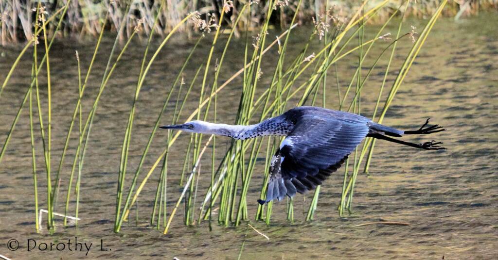 White-necked Heron (Ardea pacifica), Glen Helen, NT